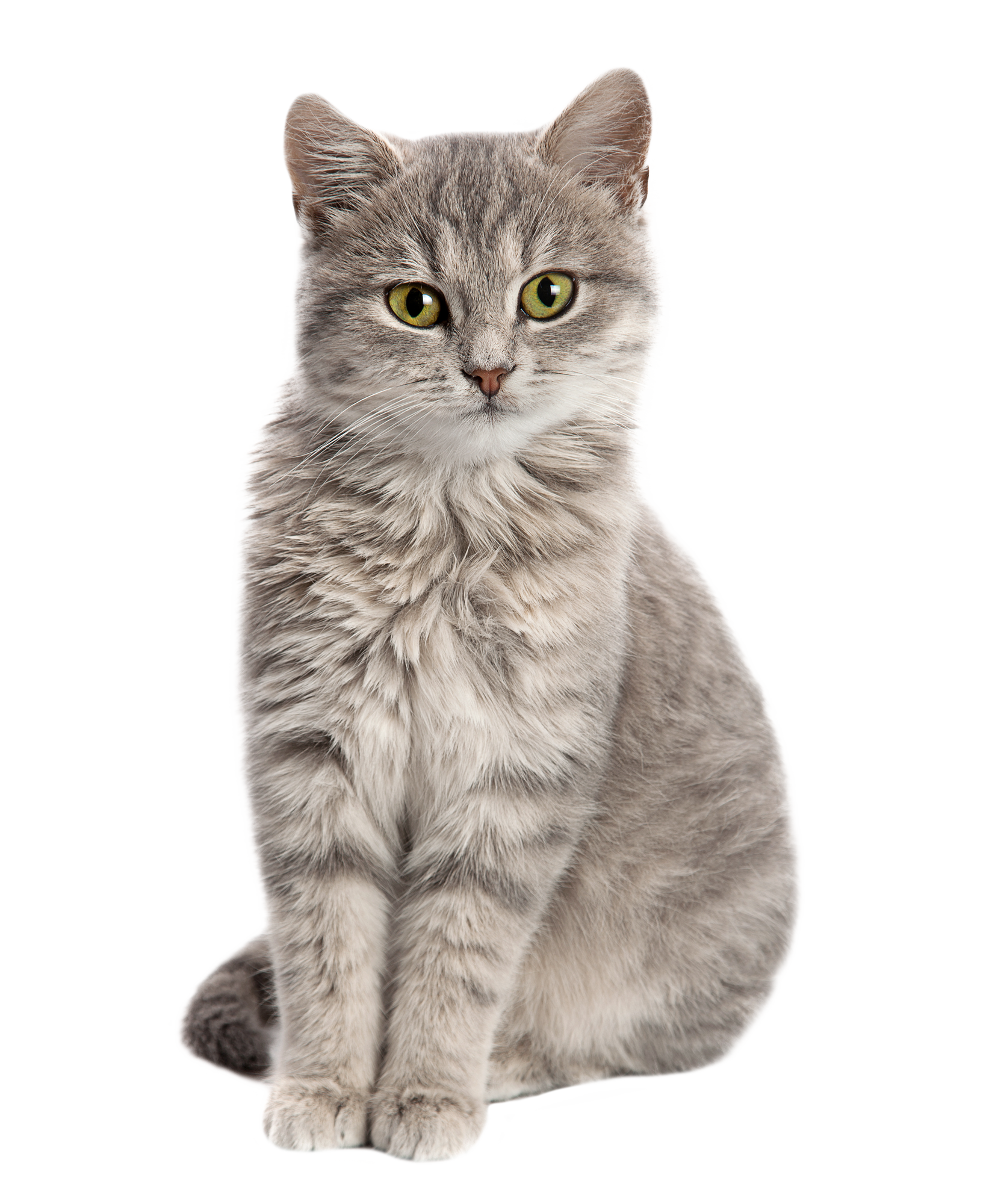 katze